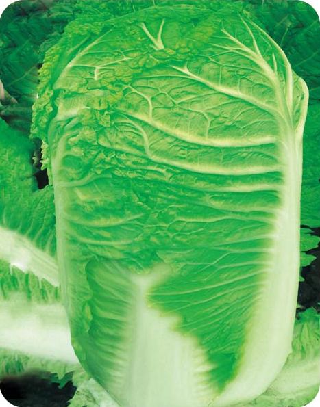 Shenzhou No.5——Chinese Cabbage